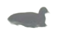 himbrimi